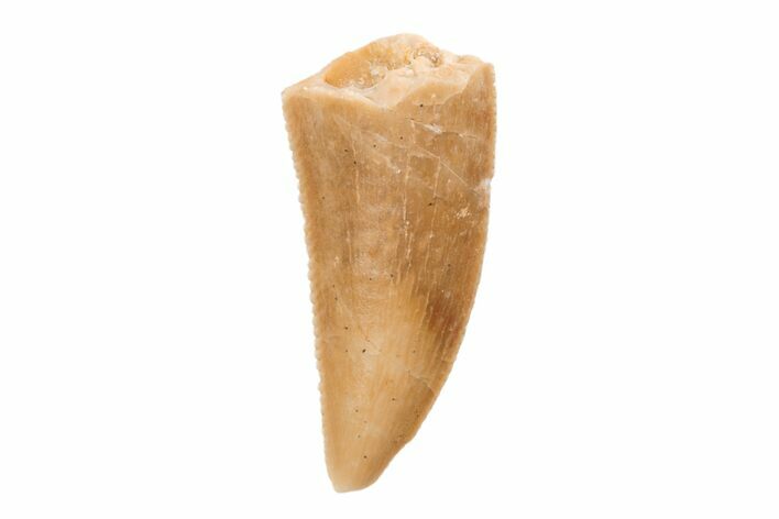 Serrated, .7" Raptor Tooth - Real Dinosaur Tooth